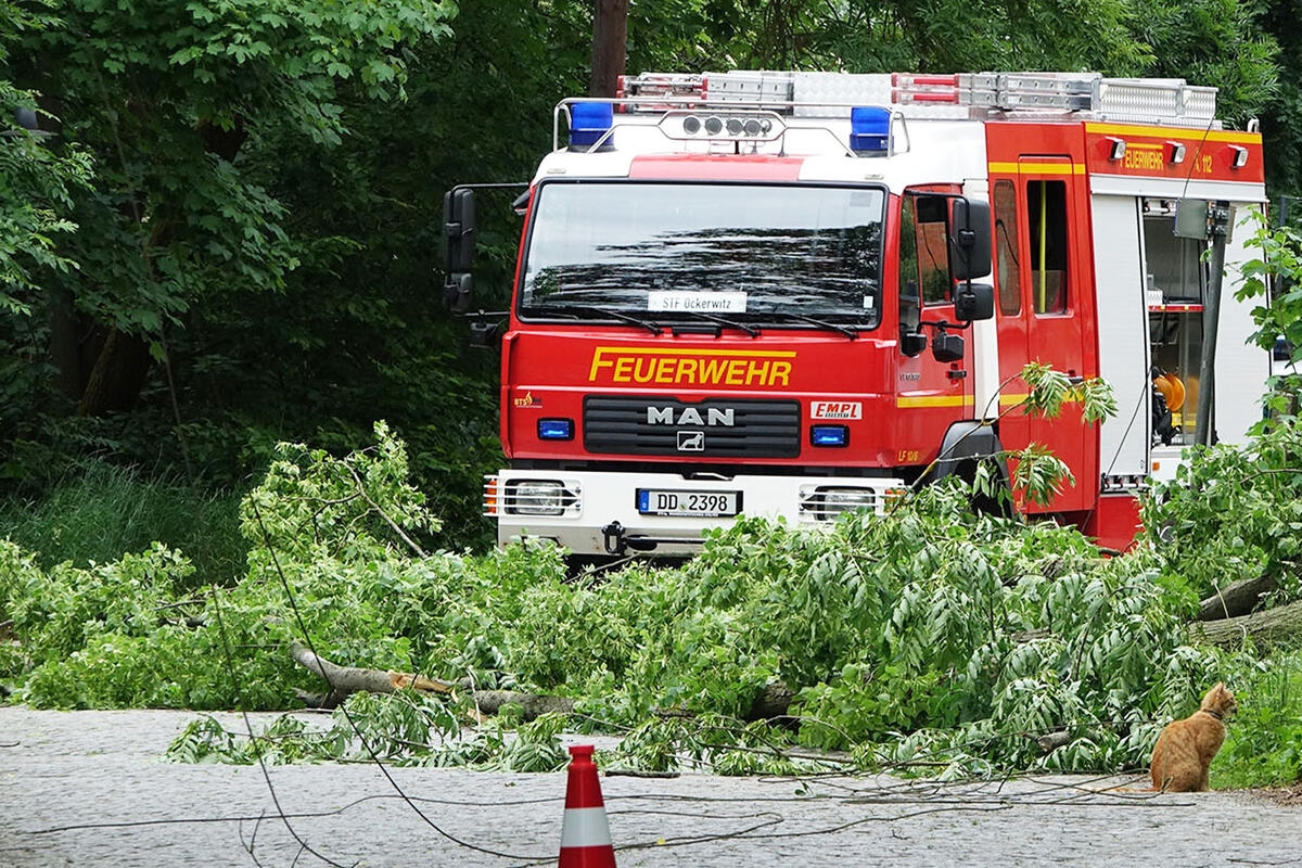 Dresden: tree falls on power lines and cuts supply