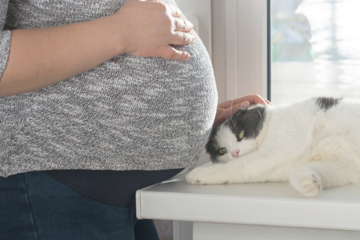 How early can store cats sense pregnancy