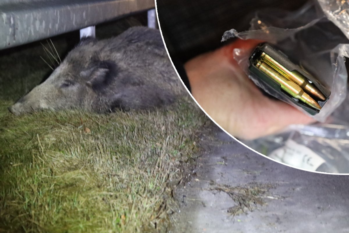 Nach-Wildunfall-auf-A4-in-Sachsen-Munition-neben-Autobahn-gefunden