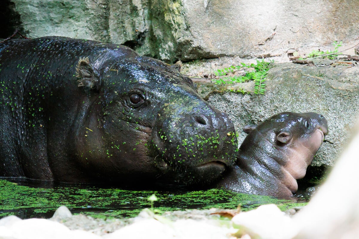 Berliner Hippo-Baby hat jetzt einen Namen: Promi übernimmt P