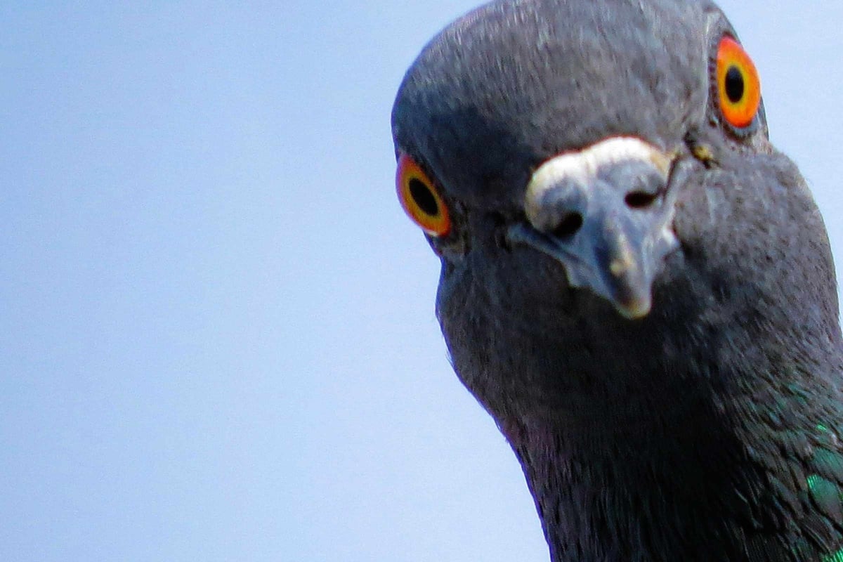 Pigeons and humans have been in a 3,500-year situationship – new research shows messy receipts