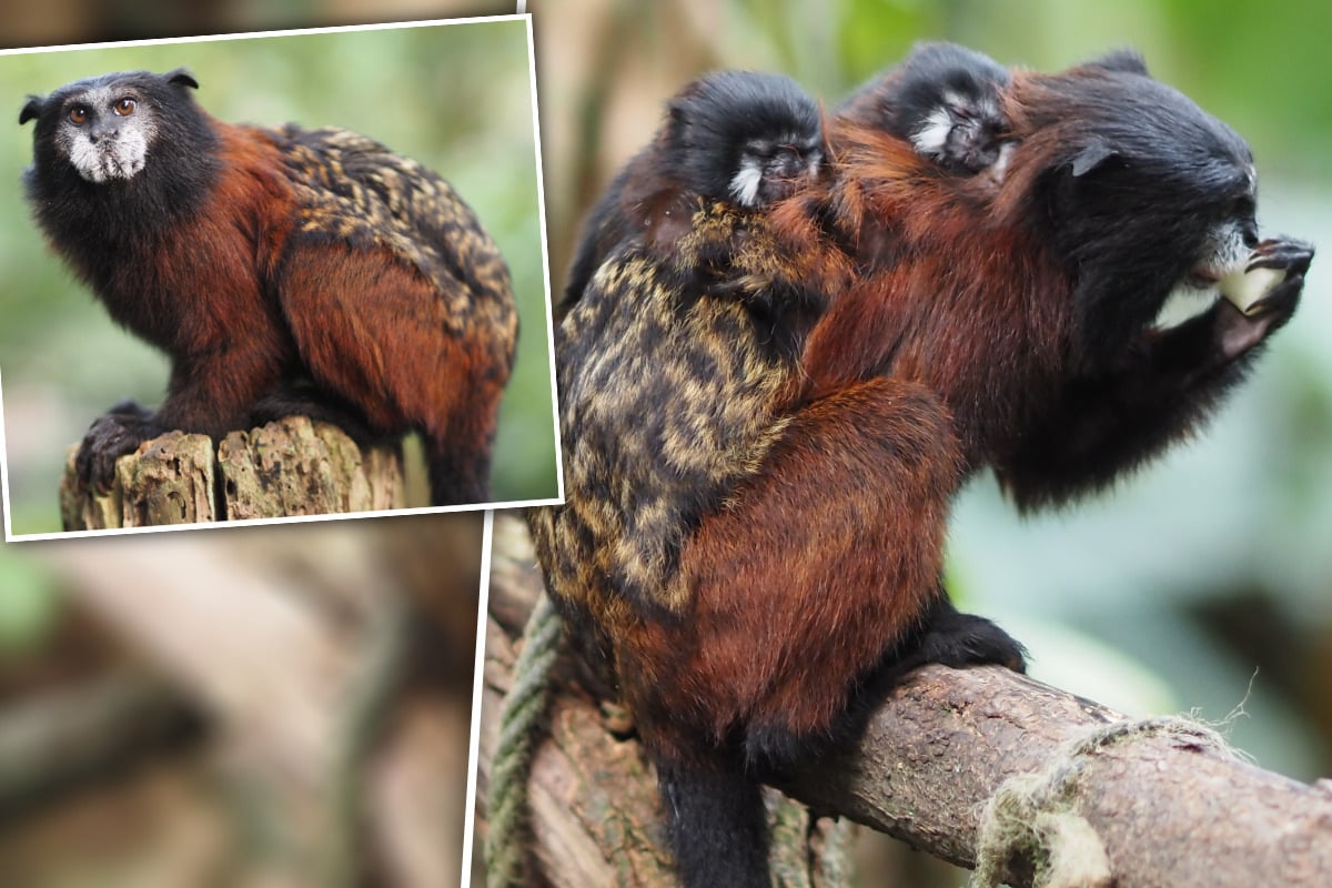 Süßer Nachwuchs auf Leipzigs Affeninsel: Hier kümmert sich der Papa um die Kleinen!