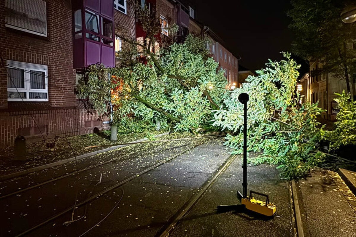 Lauter Knall weckt Anwohner in Neuss Baum stürzt auf Oberleitung die Ursache ist schnell gefunden