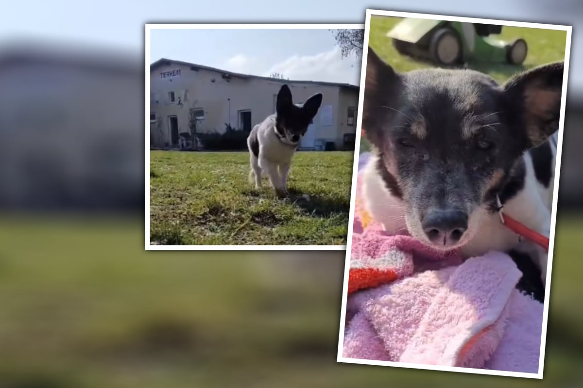 Rettung in Not! Hunde-Omi aus Delitzsch sucht Zuhause für Lebensabend