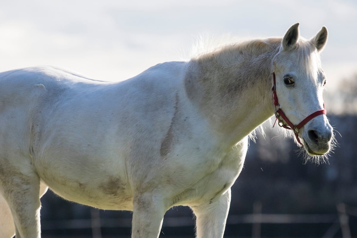 Bad news for well-known mare from Frankfurt!  What’s the matter with Jenny?