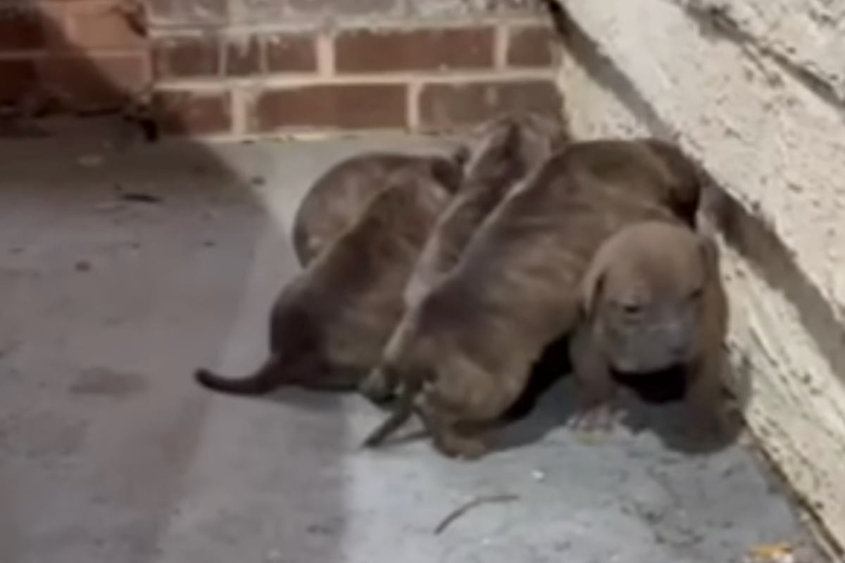 Ver-ngstigte-Welpen-werden-ausgesetzt-Was-sie-dann-tun-geht-so-vielen-ans-Herz
