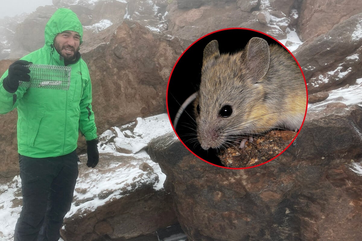 This tiny mouse is shaking up scientists' understanding of physiological limits!