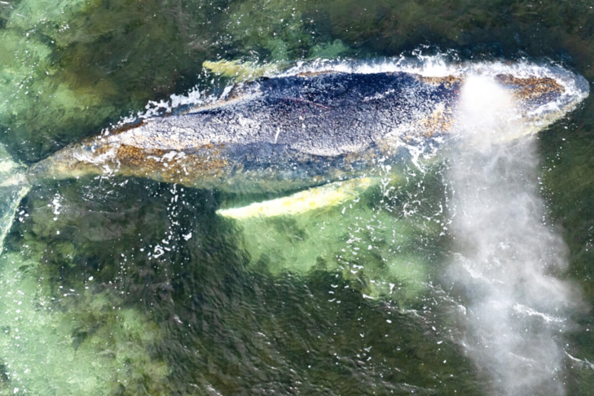 Gestrandeter Buckelwal lebt weiterhin: Start der geplanten Rettungsaktion verzögert sich