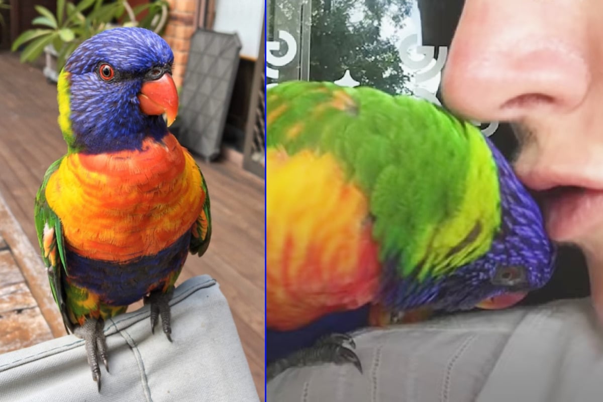 Papagei Elvis Bringt Seiner Menschen Mama Etwas Ganz Besonderes Mit Tag24