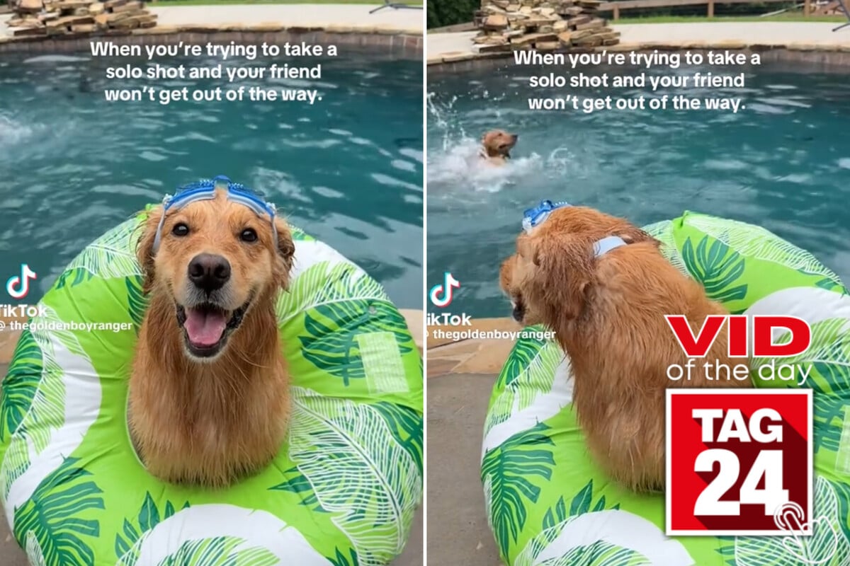 Viral Video of the Day for June 10, 2026: Golden retriever gets upstaged by swimming brother