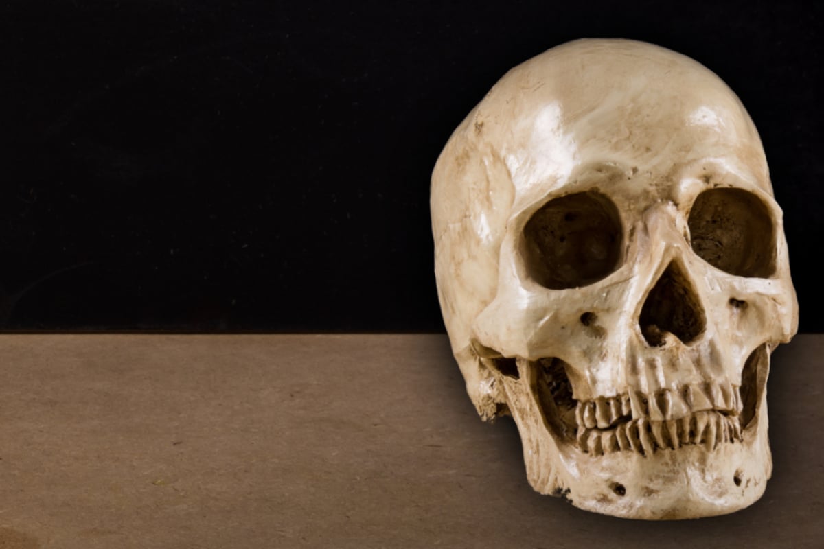 R-tselhafter-Vorfall-an-K-lner-Uni-Sch-del-aus-Anatomie-gestohlen