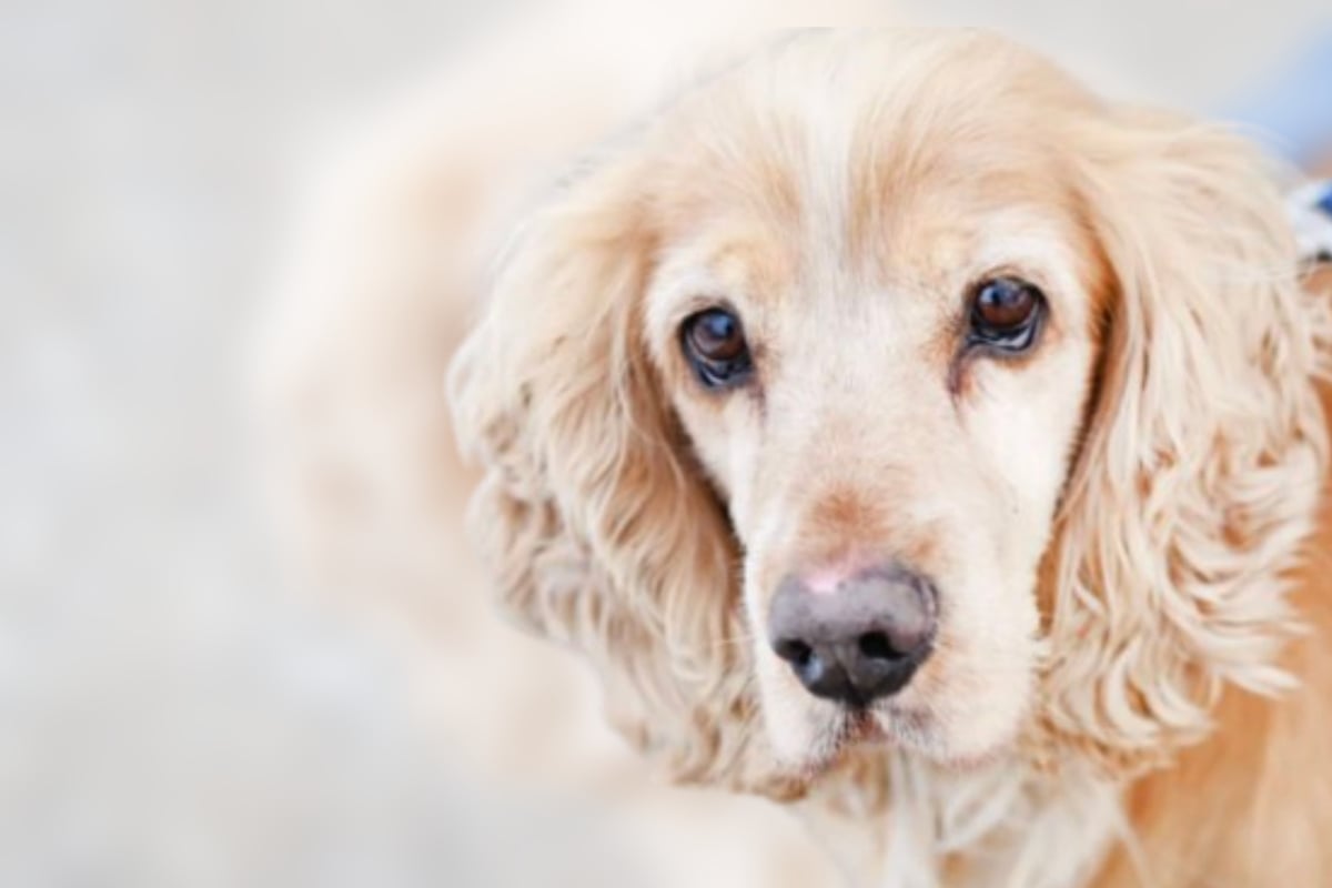 Cocker-Spaniel-Mix-Miki-wurde-bei-Ebay-verkauft-jetzt-leidet-er