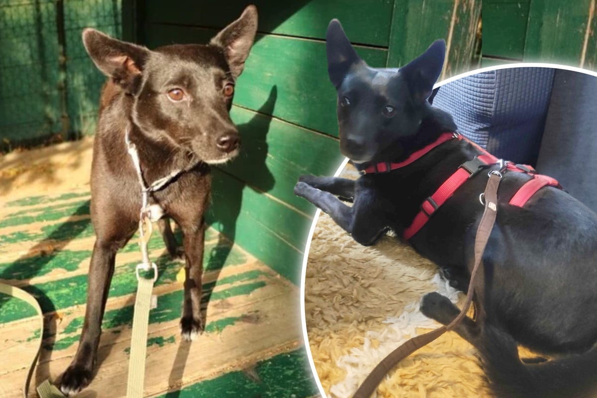 Sie irrte sieben Wochen umher: Nun hat Tasha endlich ein neues Zuhause