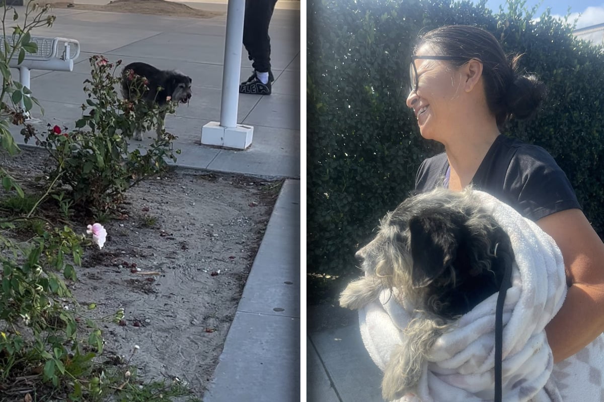 Frau entdeckt einsamen Hund: Was das Tier dann versucht, bri