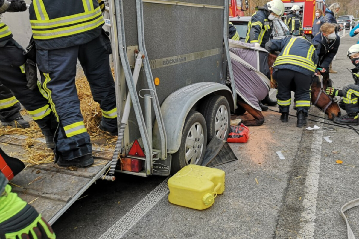 Dramatische Rettungsaktion: Feuerwehrleute helfen gestürztem Pferd