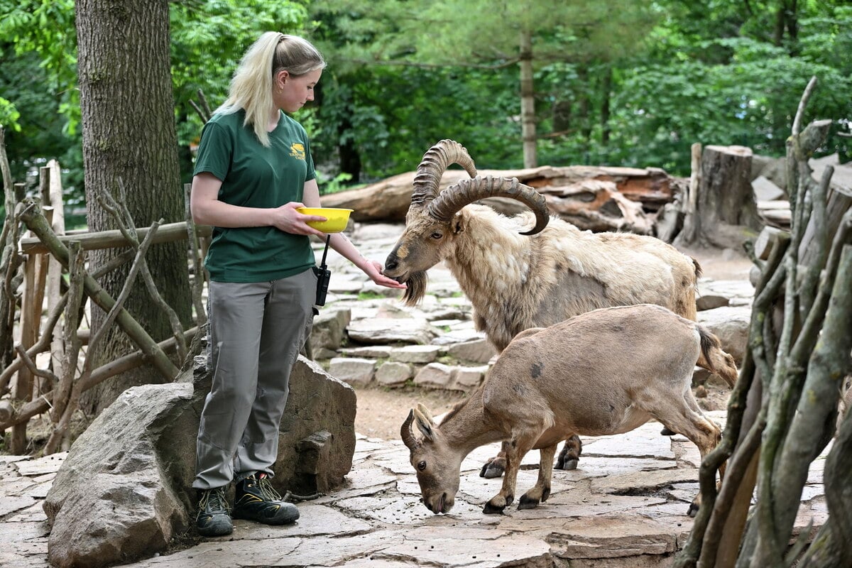 Wegen Unwetter verschoben: Chemnitzer Tierpark holt seine Jubiläums-Feier nach