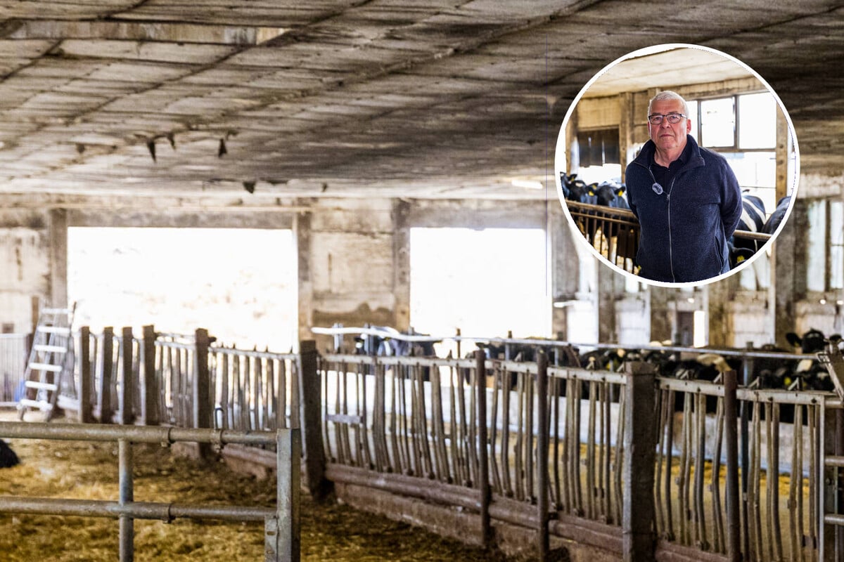 Großer Rinder-Coup in Brandenburg: 