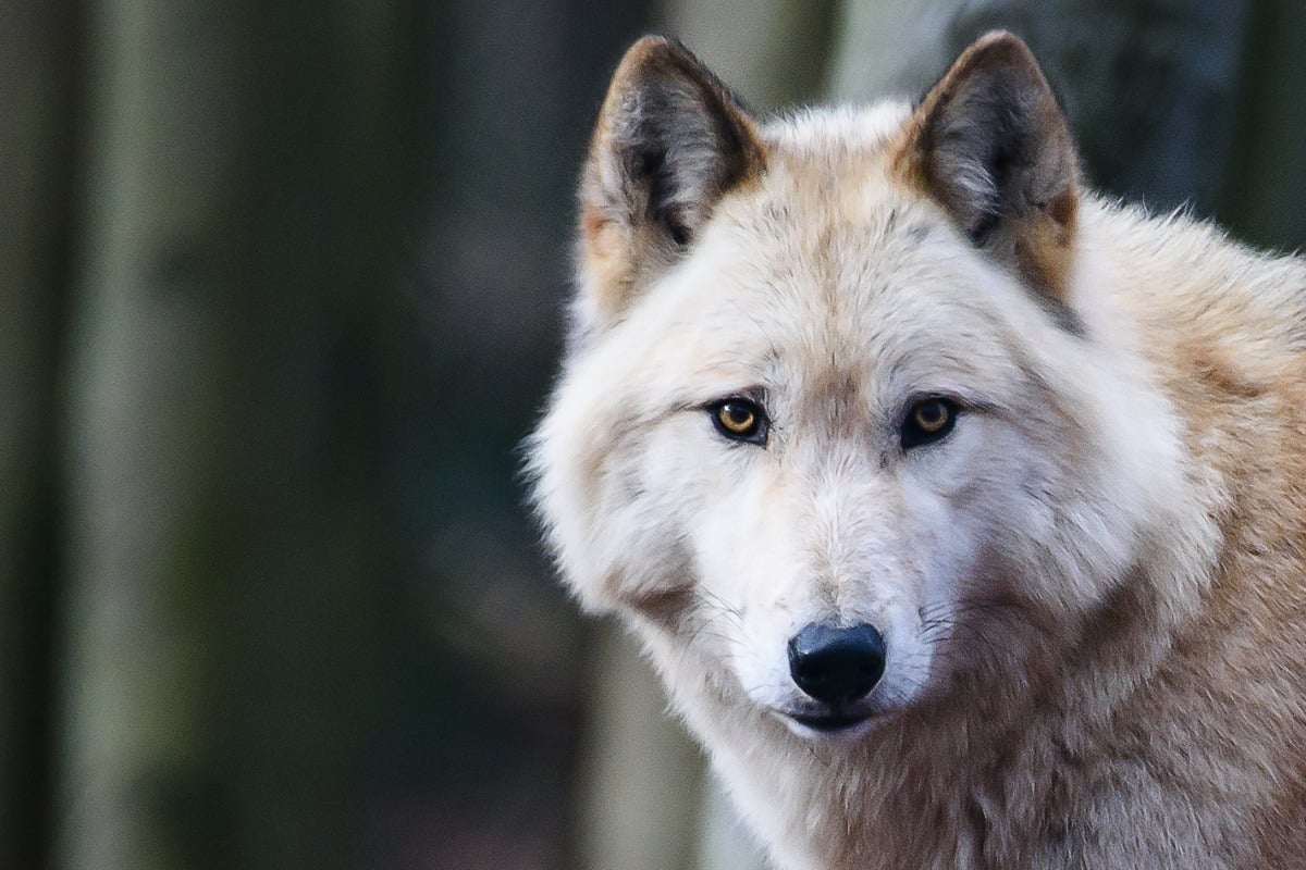 Wolf-Hund-Mischlinge breitet sich aus: "So schnell wie möglich abschießen"