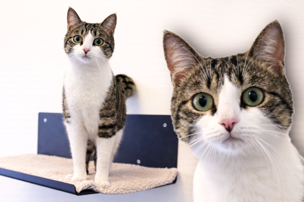 Frecher, kleiner Kater: Bekommt Filou eine zweite Chance?