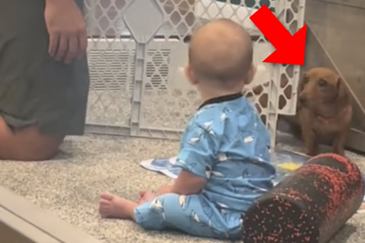Baby trifft zum ersten Mal auf Welpe: Seine Reaktion bringt alle zum Schreien