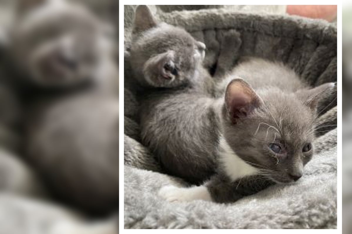 Fünf Kätzchen im Karton ausgesetzt, nur zwei überlebten: Jetzt suchen Talina und Tuana ein Zuhause
