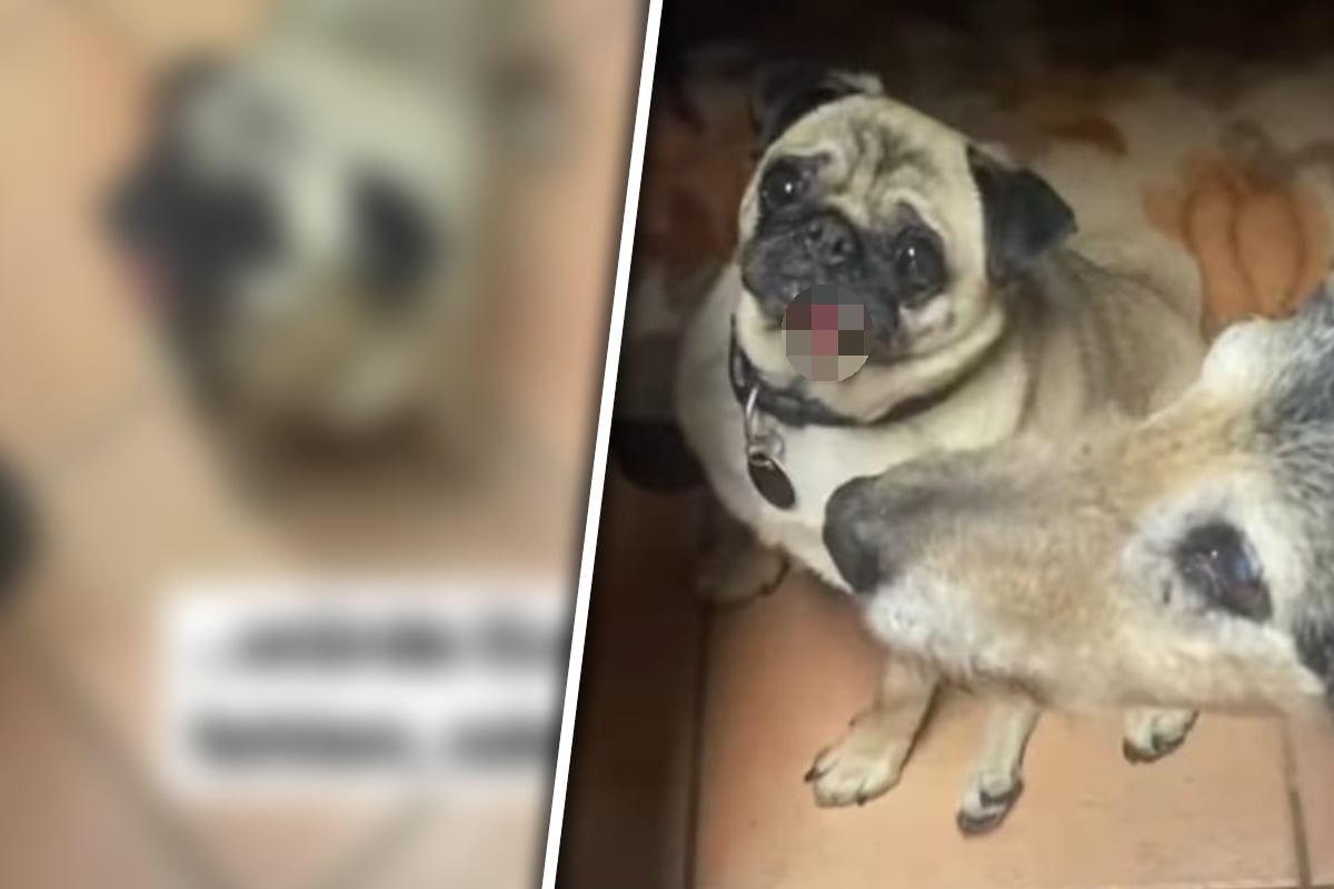 Funny video: Pug makes the network laugh with his tongue