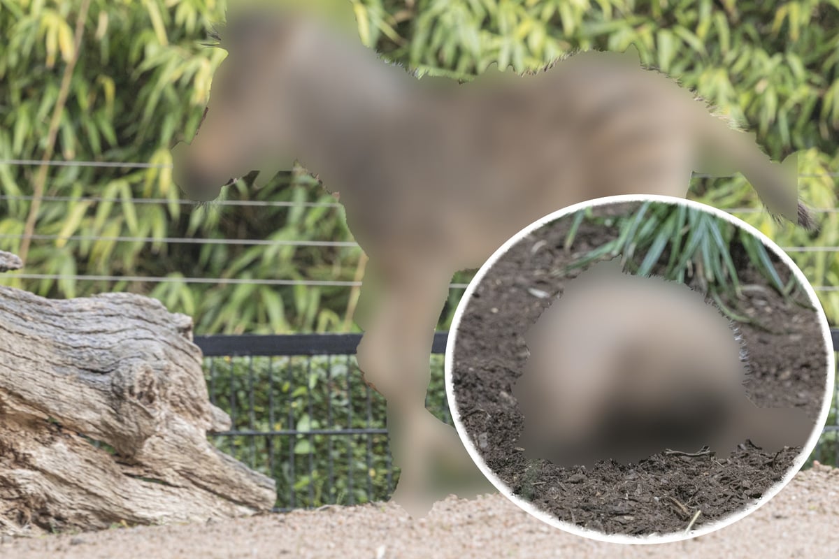 Hagenbeck-Diesen-Nachwuchs-k-nnen-Besucher-ab-sofort-im-Tierpark-sehen