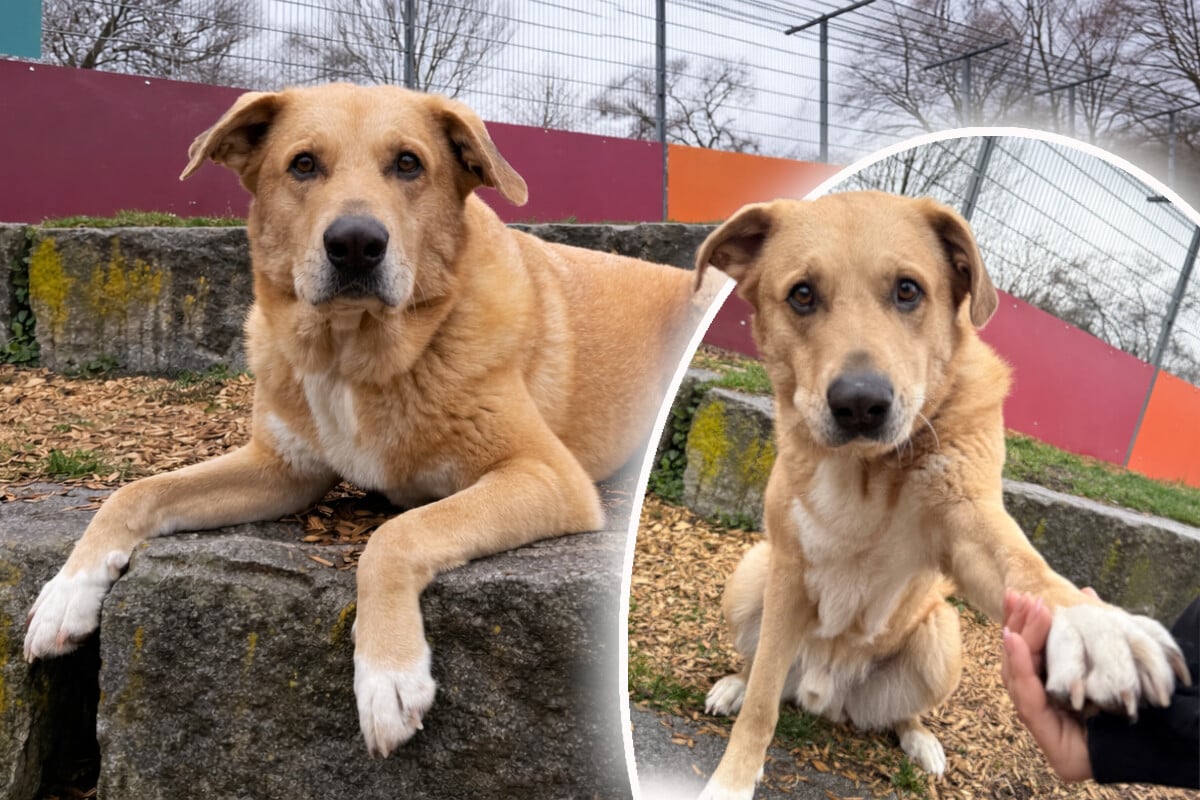 Halter lässt Hund unversorgt zurück: Gibt es endlich ein Happy End für Harald?