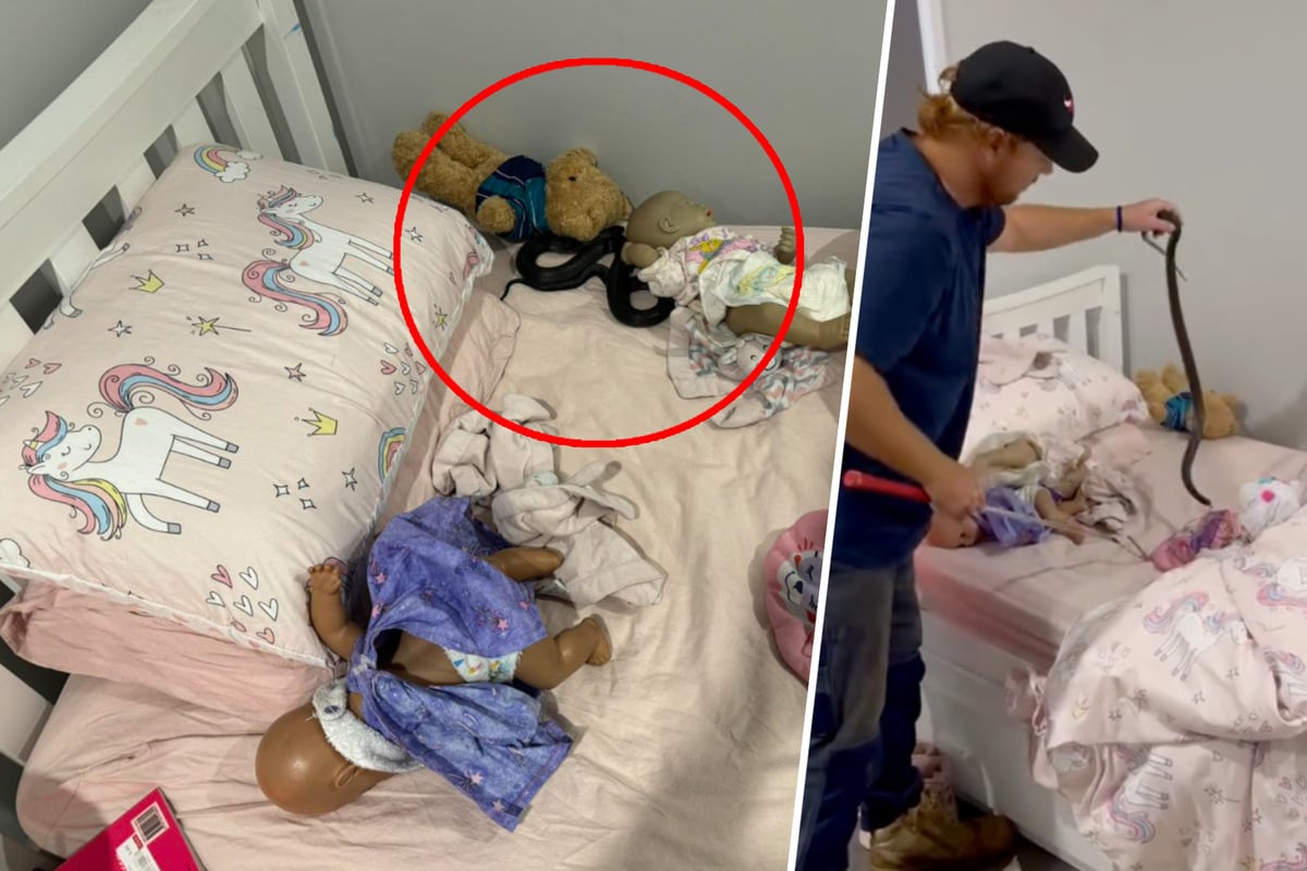 Schock im Kinderbett: Giftschlange mischt sich unter Spielsachen!