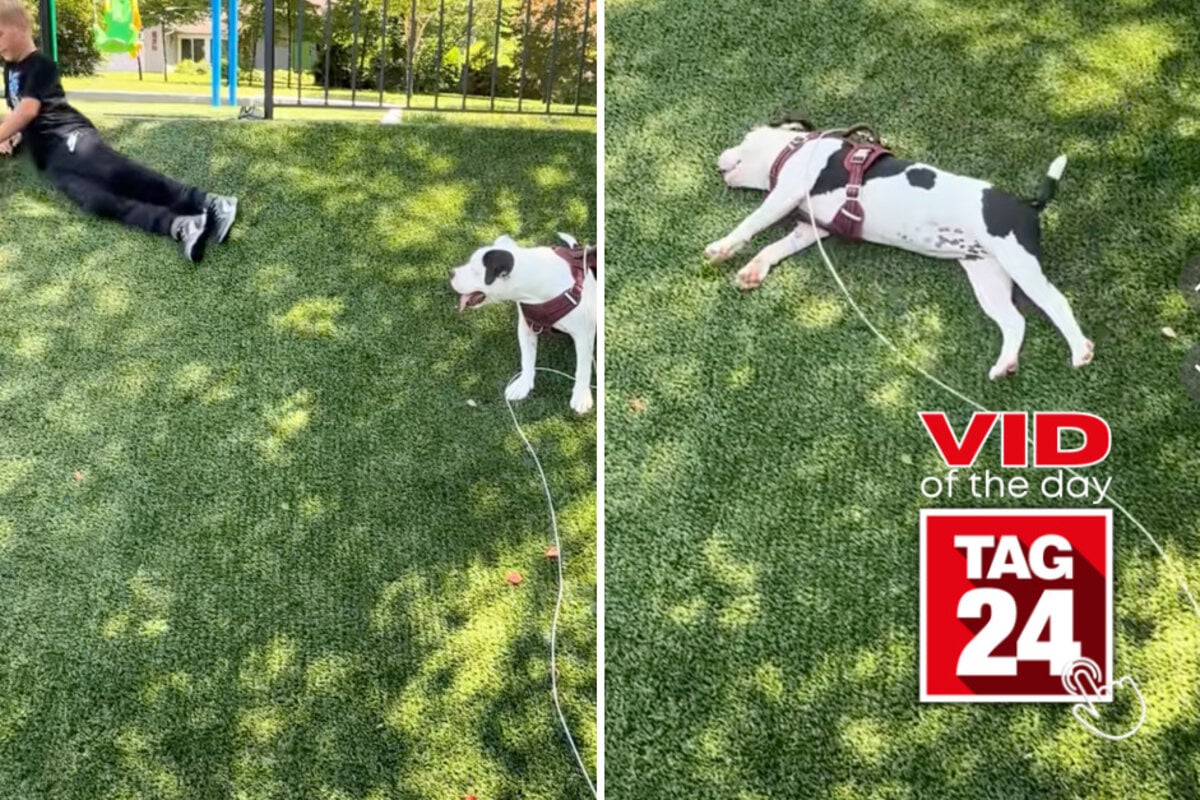 Viral Video of the Day for August 3, 2026: Smart dog steals the show after copying little boy's hilarious hill stunt!