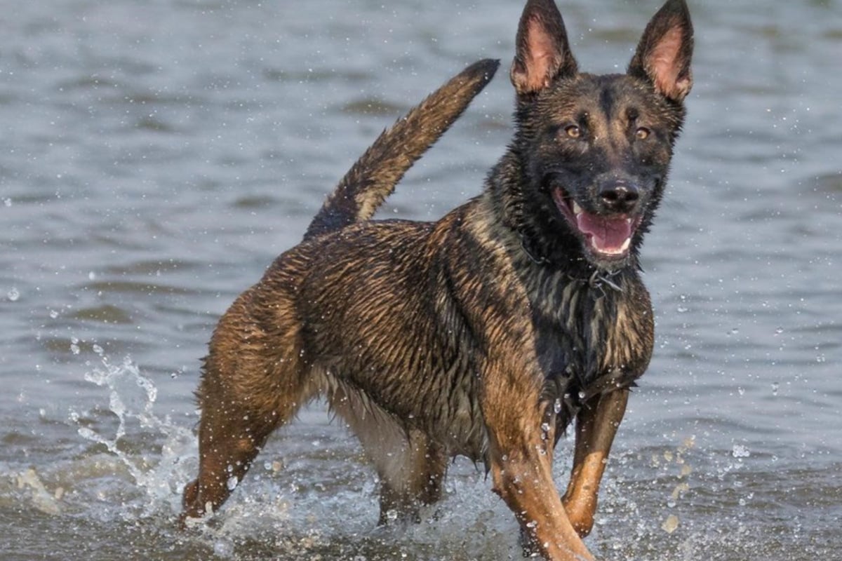 Mit-Unterst-tzung-von-Sp-rnase-Ciri-Polizei-hebt-Drogenbunker-in-K-ln-aus