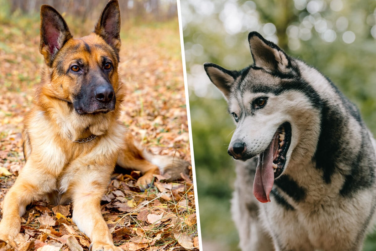 Schäferhund und Husky sind ihre Eltern: Süße Siva sucht neues Zuhause