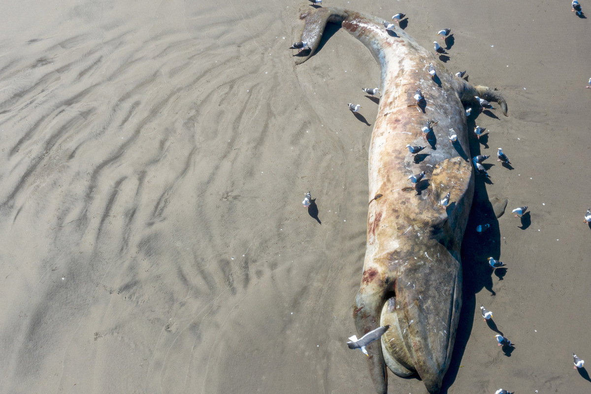 A Dozen Dead Whales Wash Ashore In The San Francisco Bay Area