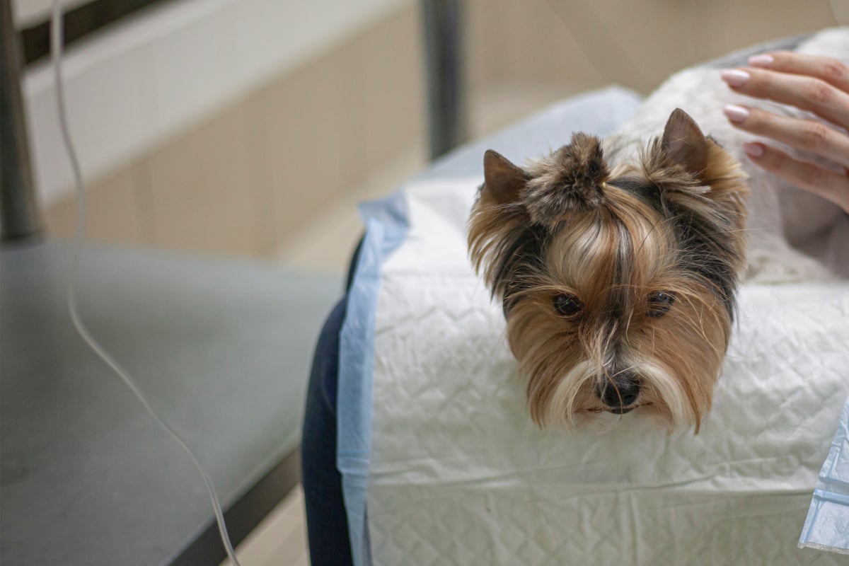 Ticks on dogs Symptoms, treatments, and everything you need to know