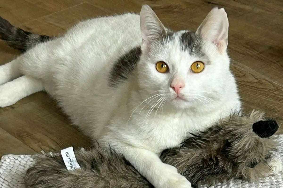 Von der Straße gerettet: Kater Theo sucht erfahrene Halter für seinen Neuanfang
