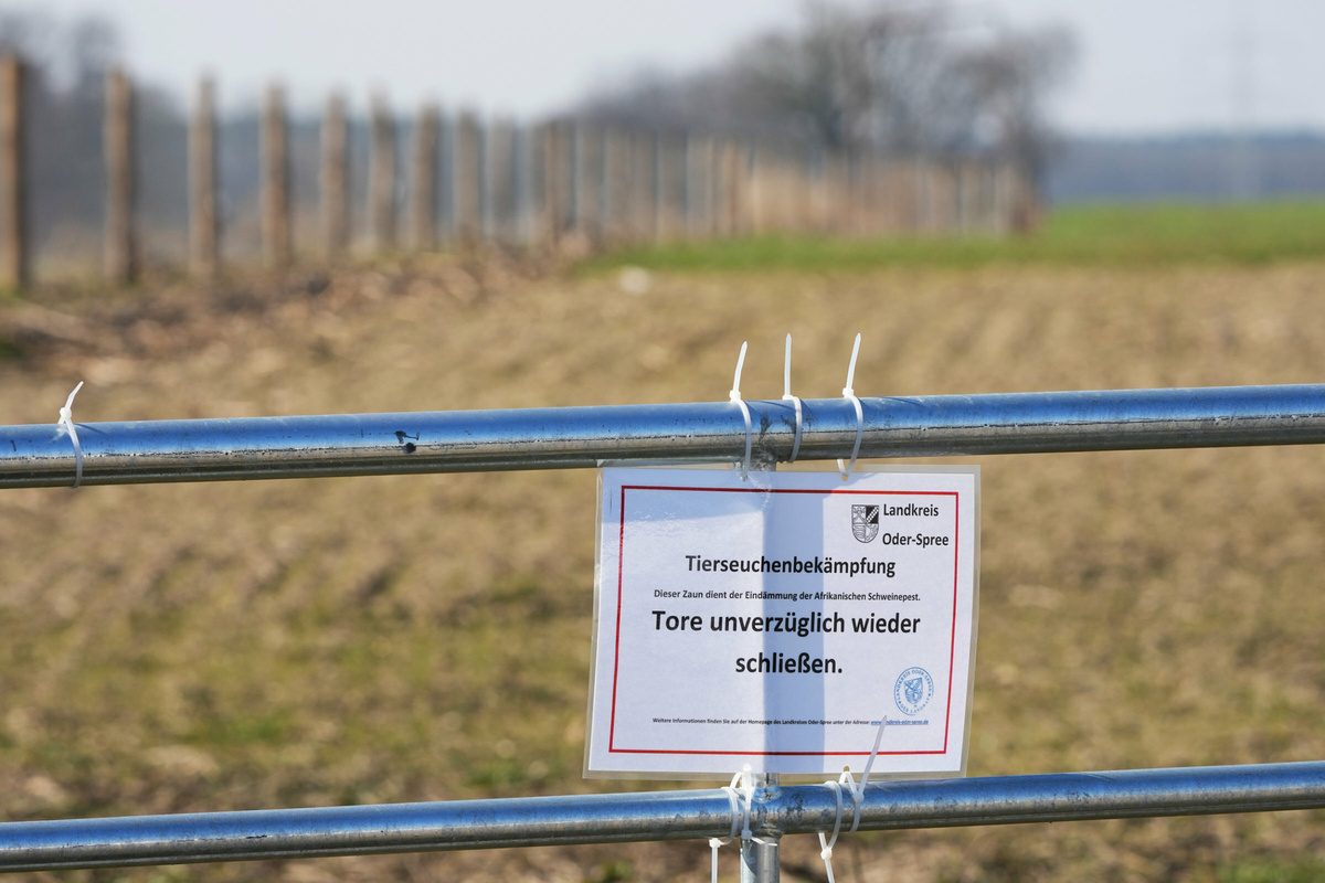 Afrikanische Schweinepest: Brandenburg sieht Handlungsbedarf nach neuen Fällen in Sachsen
