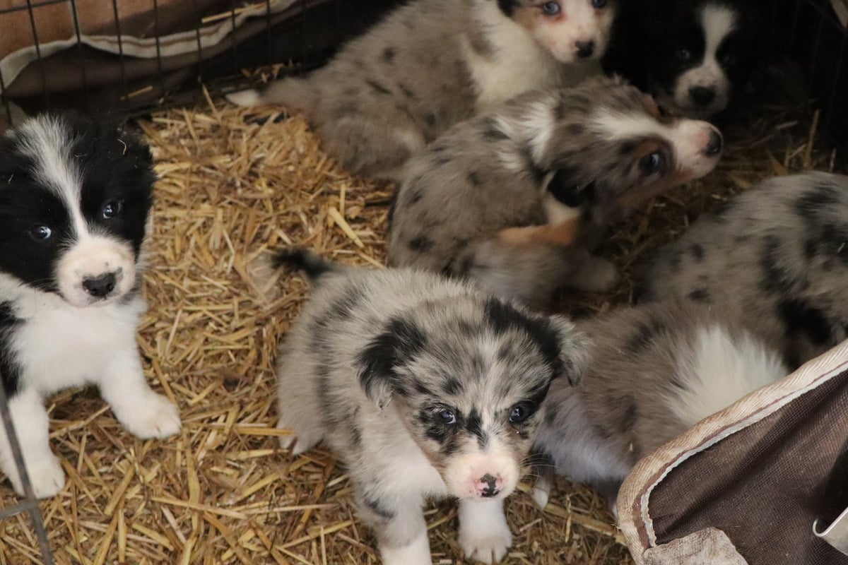 Über 80 Tiere betroffen: Schlimmer Fall von Animal Hoarding aufgedeckt