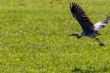 Thüringer Naturschutz-Verbände fordern sofortiges Jagdverbot für diesen Vogel!