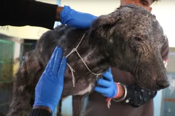 Abandoned dog unrecognizable after rescuers refuse to give up!