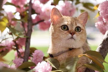 Japanische Katzennamen: Die schönsten Ideen für Katzen und Kater
