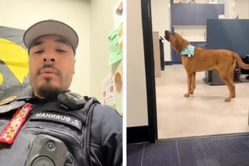 Polizist filmt Moment, in dem sein Hund wieder zur Arbeit zurückkehrt