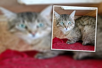 Zum Abschlecken süß! Schmuse-Kater Castello sucht Kuschel-Partner