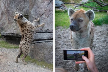 Zoo Zürich bricht Lanze für Hyänen: Weibchen haben "Pseudopenis"