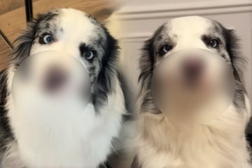 Border Collie mit einzigartiger Schnauze begeistert Millionen User