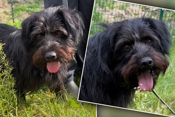 Junger Hund landet nach Tod seines Herrchens in Tötungsstation: Jetzt soll für ihn alles gut werden