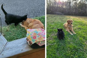 Golden Retriever adoptiert Streunerkatze: Was dann passiert, ist herzergreifend