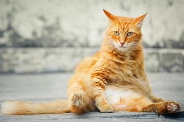Urwampe der Katze: Deshalb hat Deine Katze einen Hängebauch