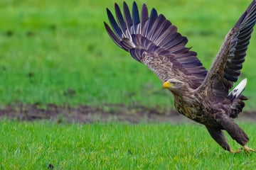 Mehrere tote Seeadler: Wurden die Greifvögel vergiftet?