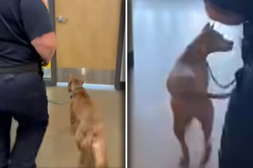 Tierpfleger prüfen Mikrochip von Straßenhund: Kurz darauf halten sie den Atem an