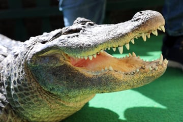 Tödlicher Alligator-Angriff: 71-jähriger Angler ins Wasser gezogen